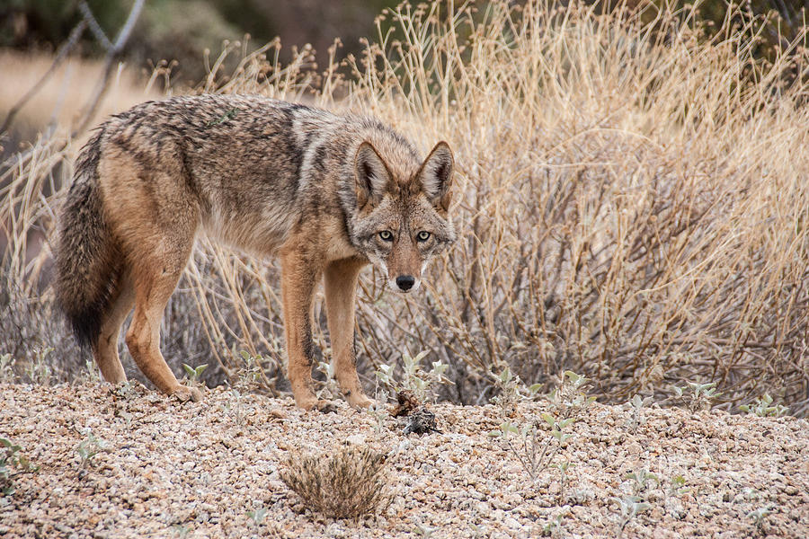 Coyote with prey Photograph by Marianne Jensen