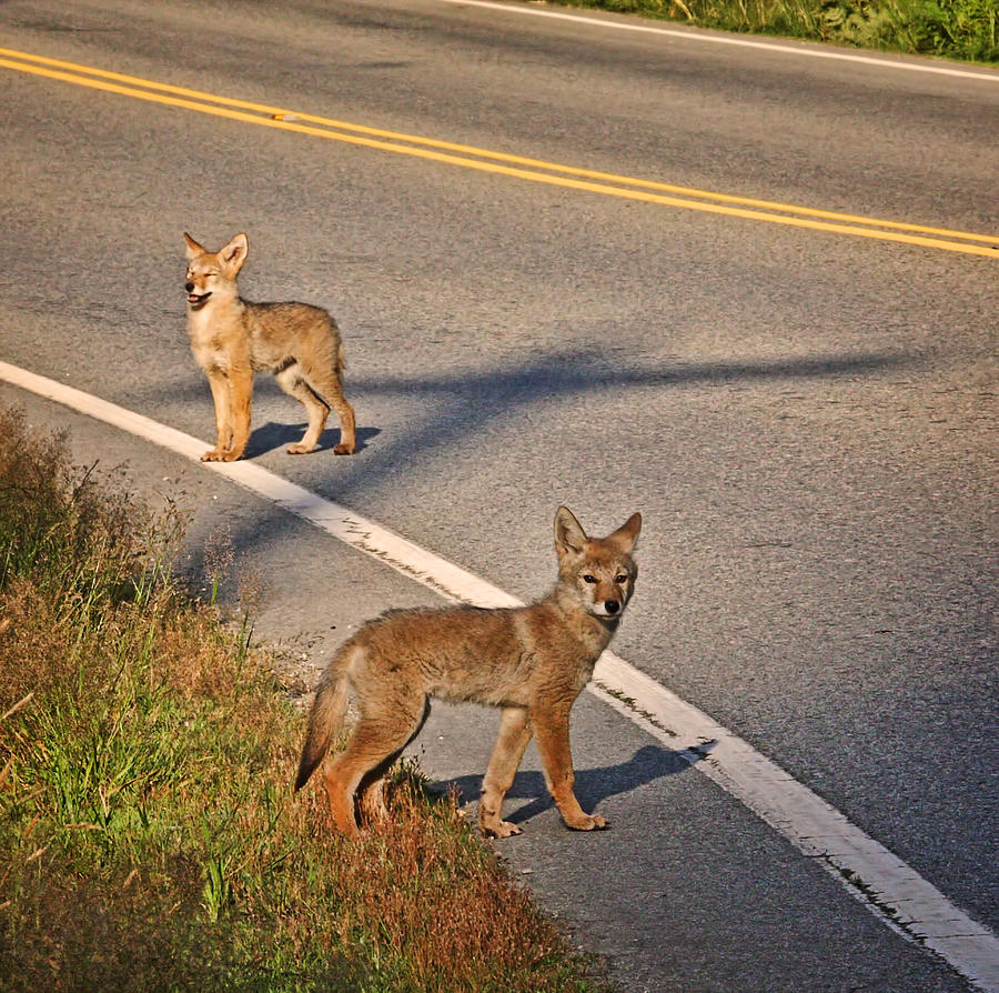 Coyotes at the Crossroads Photograph by Peggy Collins