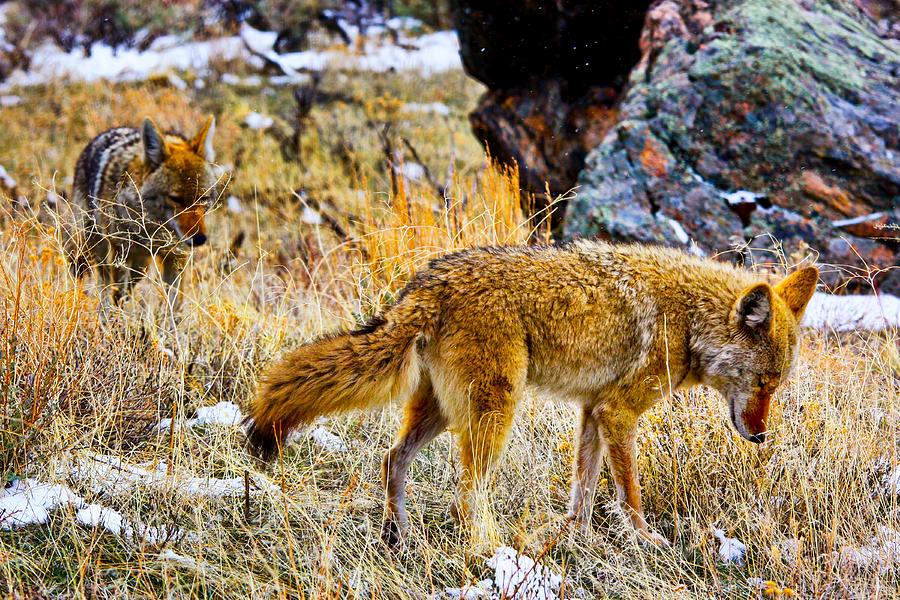 Coyotes  Photograph by Juli Ellen