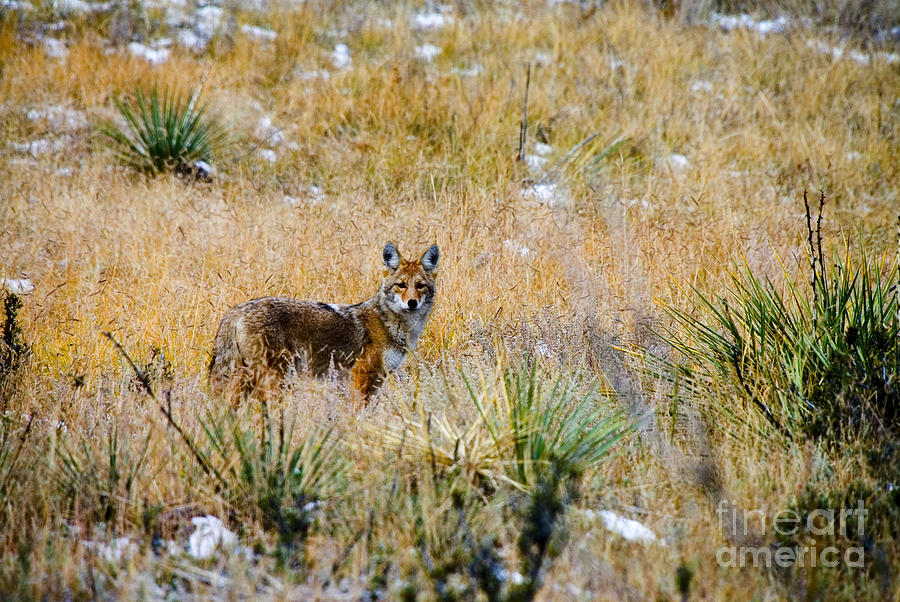Coyotes Photograph