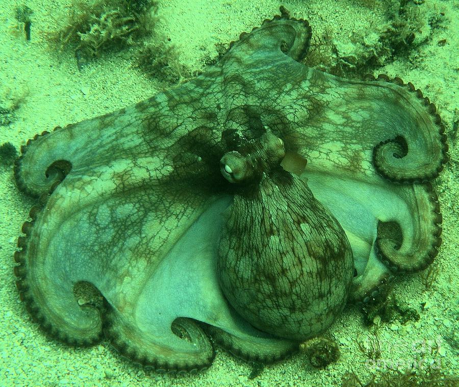 Cozumel Octopus Photograph by Adam Jewell