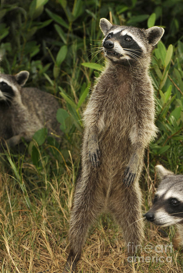 Cozumel Raccoon Procyon Pygmaeus Photograph by Scott Camazine - Fine ...