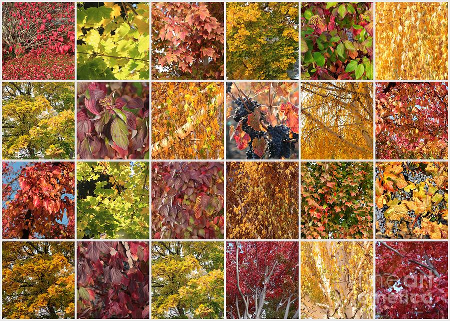 Cozy Autumn Leaves Collage Photograph by Carol Groenen