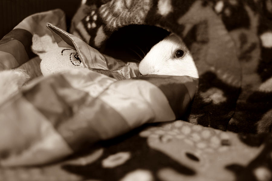 Cozy Cavy Photograph by Luke Moore