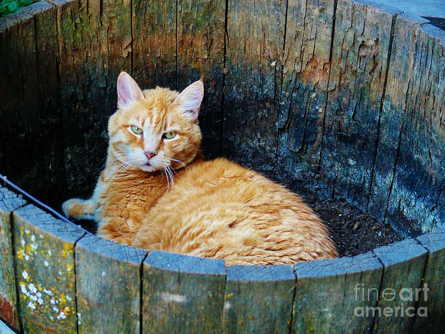 Cat Photograph - Cozy Country Kitty by Jacquelyn Roberts