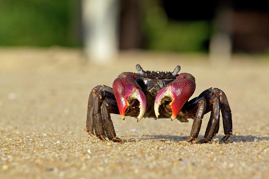 Crab Photograph by Aleksandr Morozov
