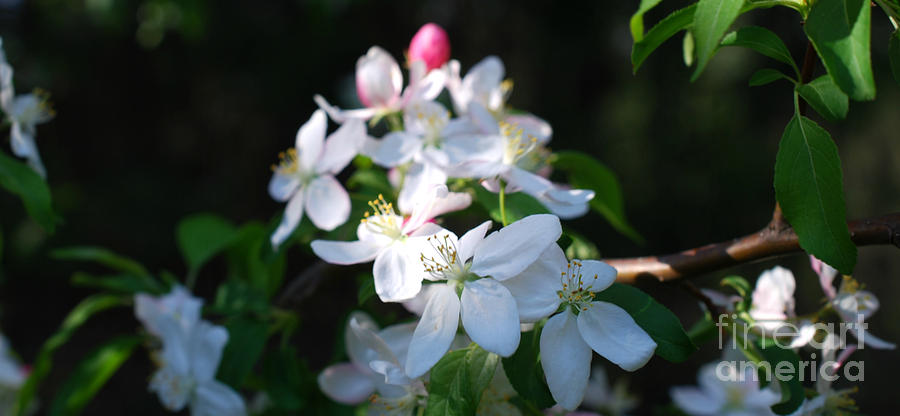 Crab Apple Bloom Photograph by Lila Fisher-Wenzel