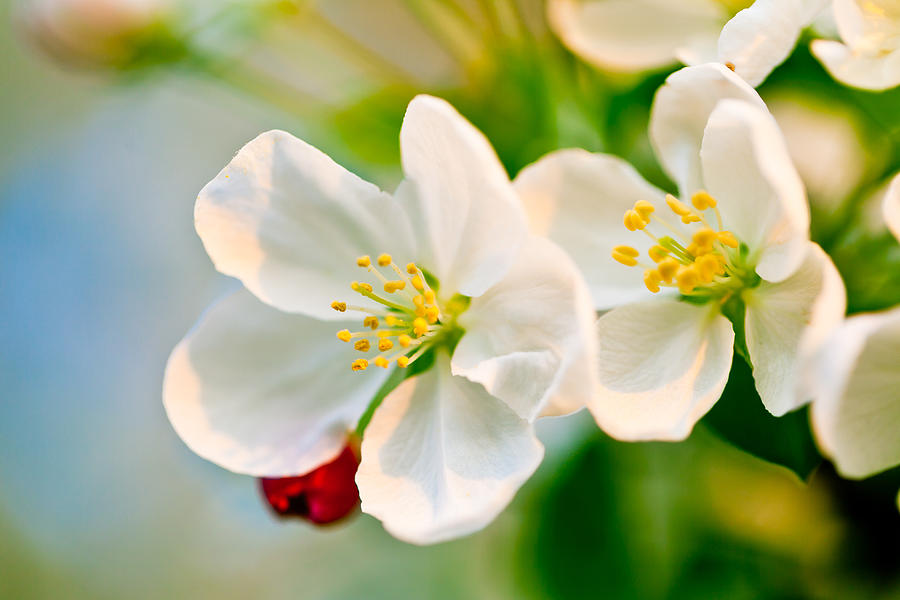 Crab Apple Blossoms Photograph by Ben Graham