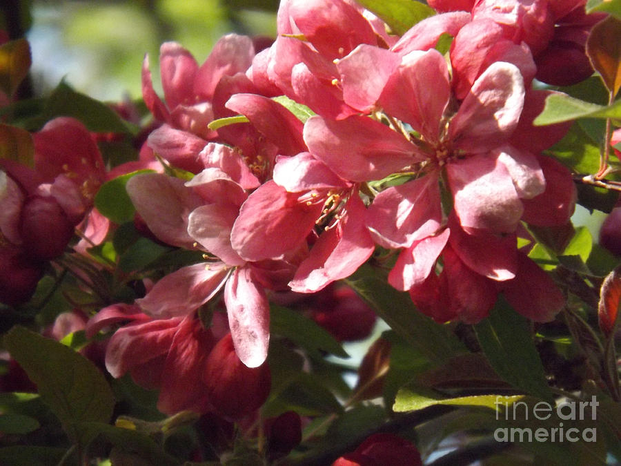 Crab Apple Blossoms Photograph by Brenda Brown