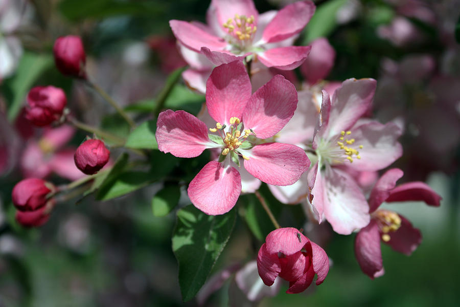 Crab Apple Blossoms Photograph by Gerry Bates