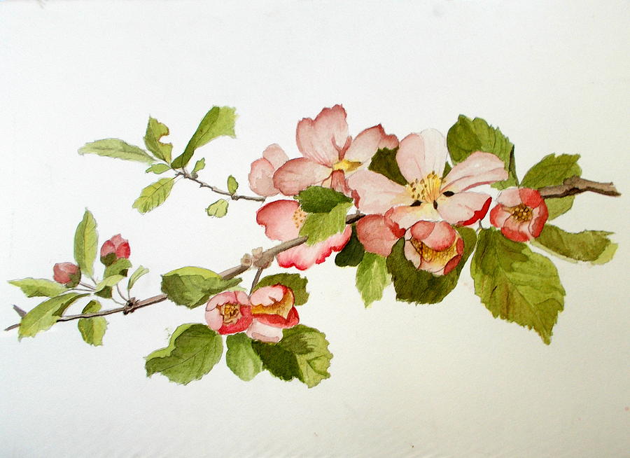 Spring Painting - Crab Apple Branch by Nicole Curreri
