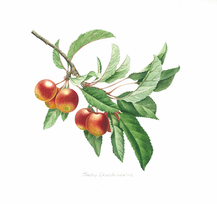 Crab Apple Painting by Sally Crosthwaite