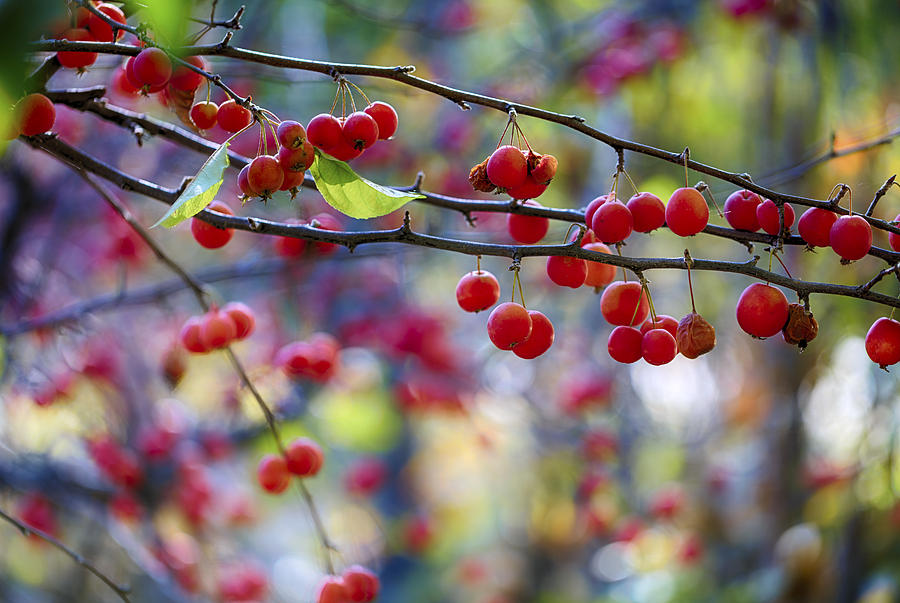 Fall Photograph - Crab Apples 1 by Scott Campbell