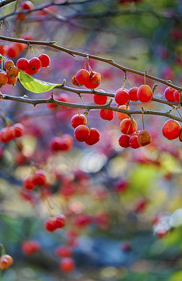 Crab Apples 2 Photograph by Scott Campbell