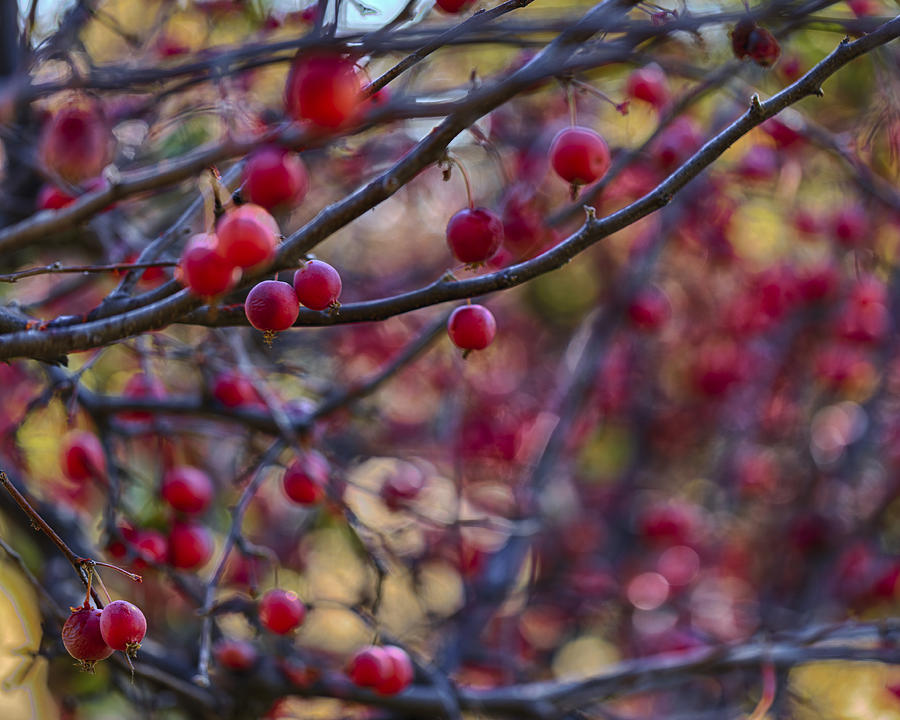 Fall Photograph - Crab Apples 3 by Scott Campbell