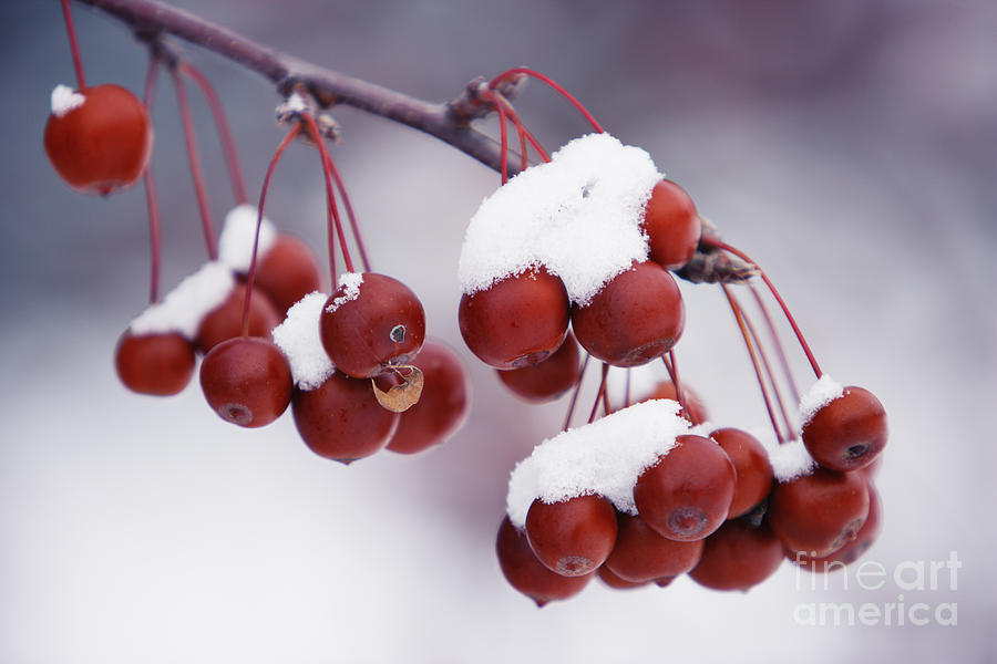 Crab Apples Fruit And Snow Photograph by Wave Royalty Free