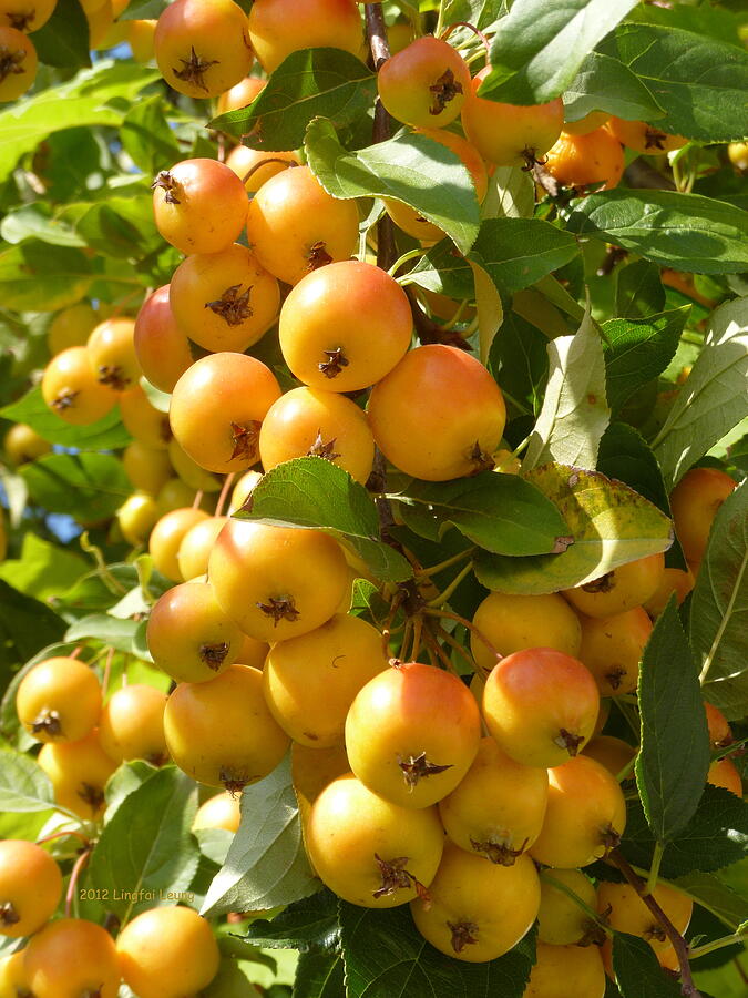 Crab Apples Hanging Gracefully Photograph by Lingfai Leung - Fine Art ...