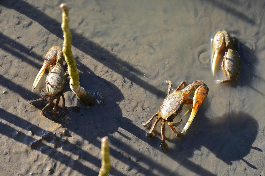 Crab Babies Photograph by Ricardo J Ruiz de Porras