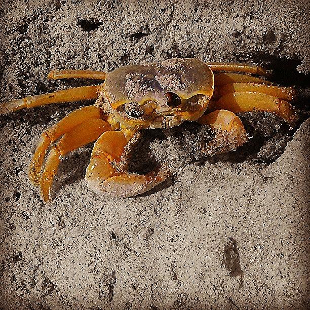 Nature Photograph - #crab, #beach, #sand, #sandcrab by Melissa Hardecker