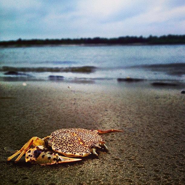Summer Photograph - #crab #beach #water #rain #corsonsinlet by A Loving
