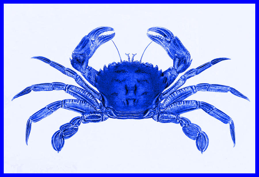 Crab - Blue Mixed Media by Charlie Ross