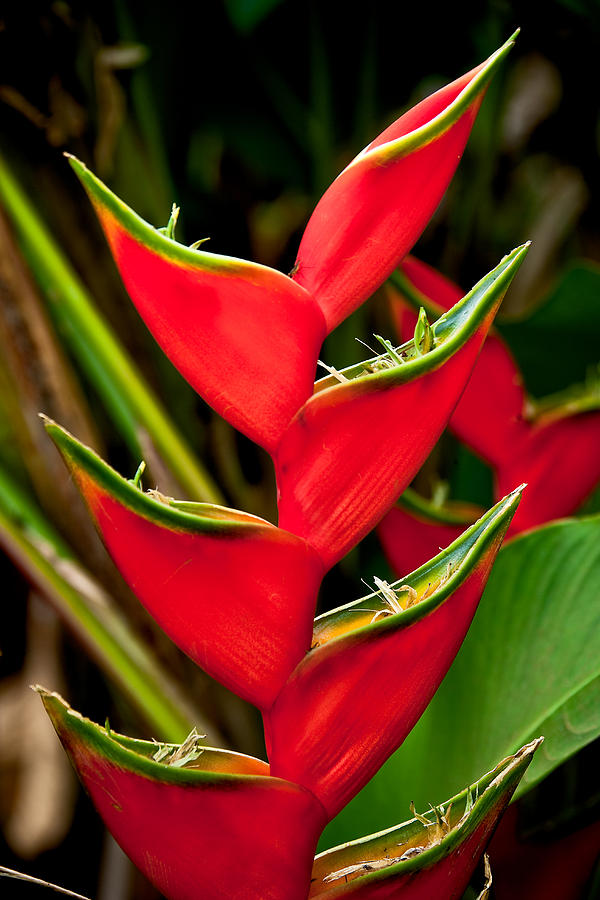 Crab claw Heliconia Photograph by Nature Photographer Fine Art America