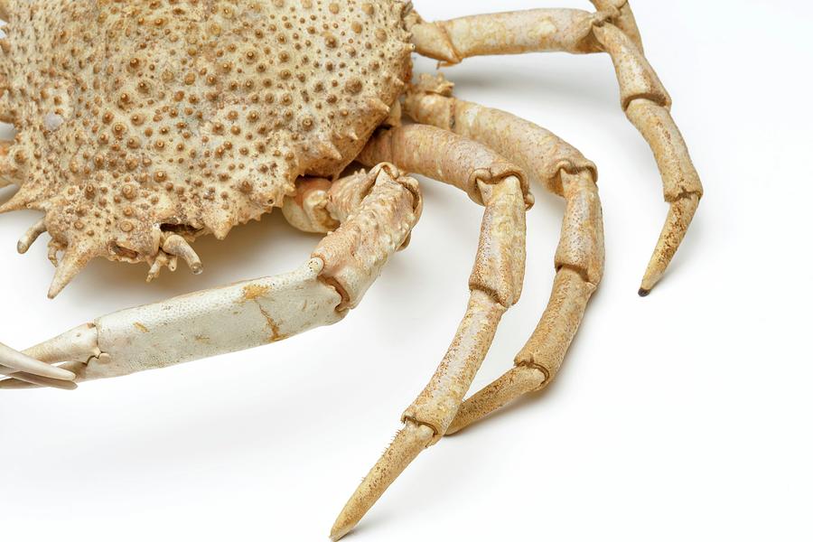 Crab Exoskeleton Specimen Photograph by Ucl, Grant Museum Of Zoology -  Pixels