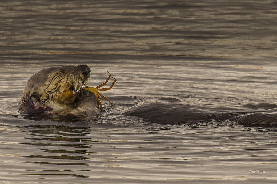 Grizzly Photograph - Crab Feed by Tim Bryan