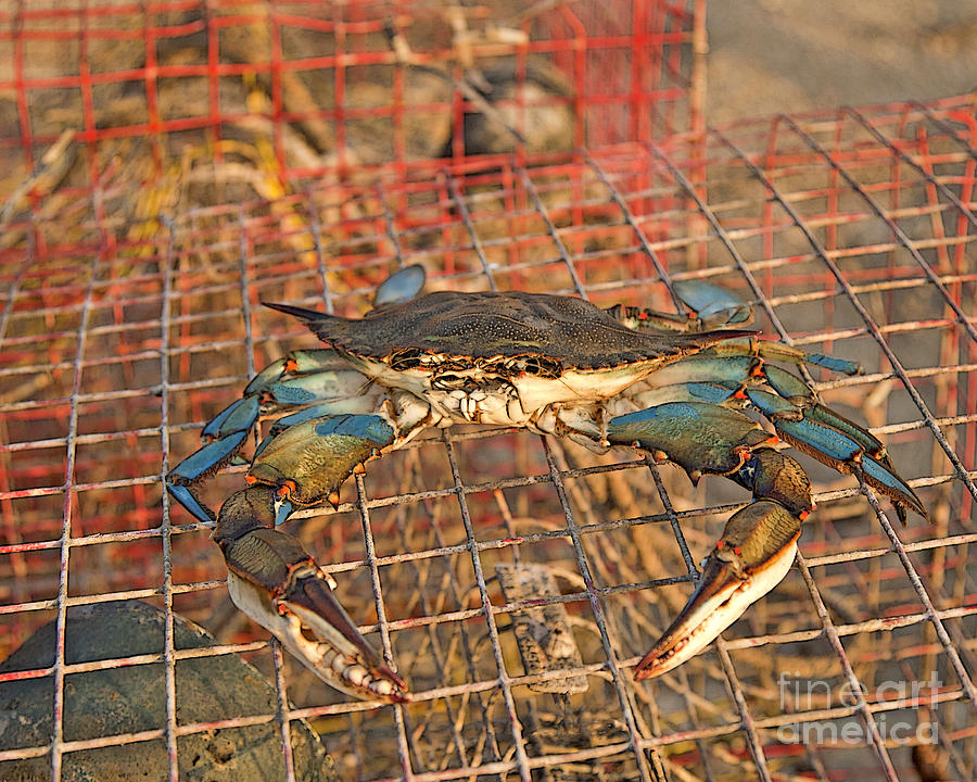 Crab Got Away Photograph by Luana K Perez