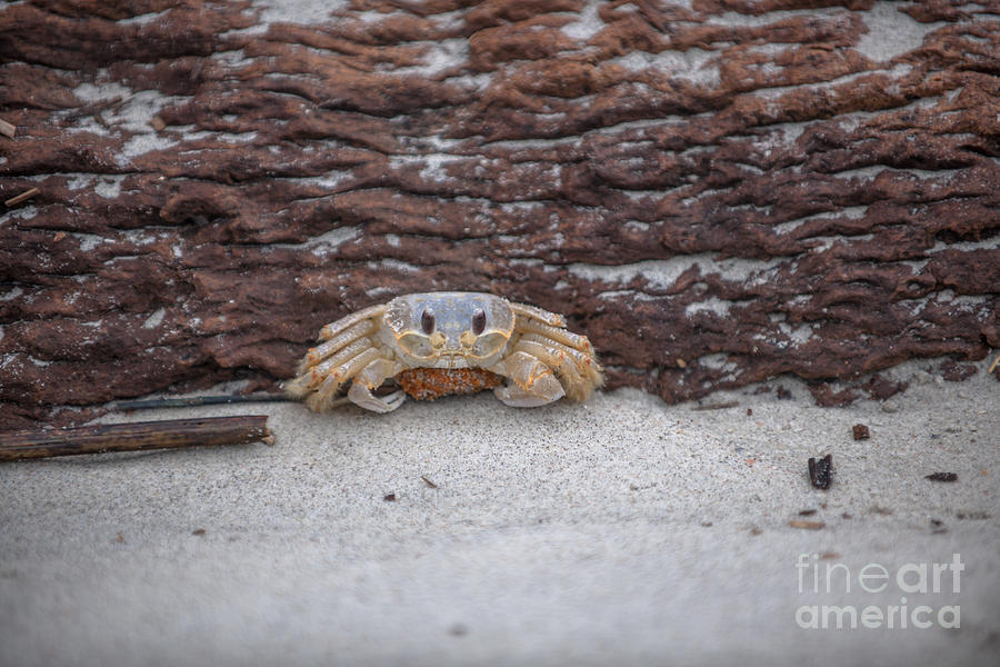 Crab In Hiding Photograph