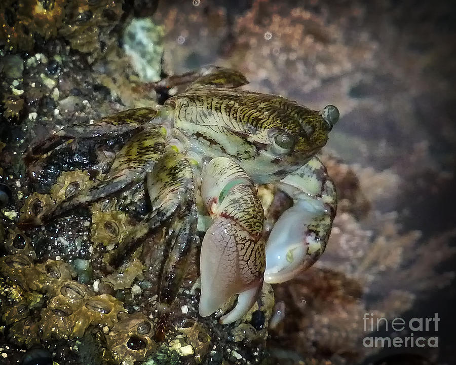 sunnylife crab pool