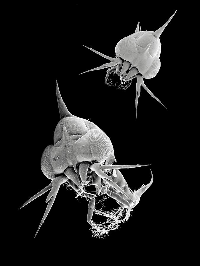 Black And White Photograph - Crab Larvae by Petr Jan Juracka