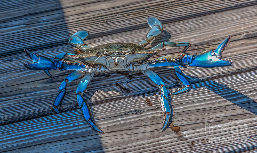 Crab Legs Photograph