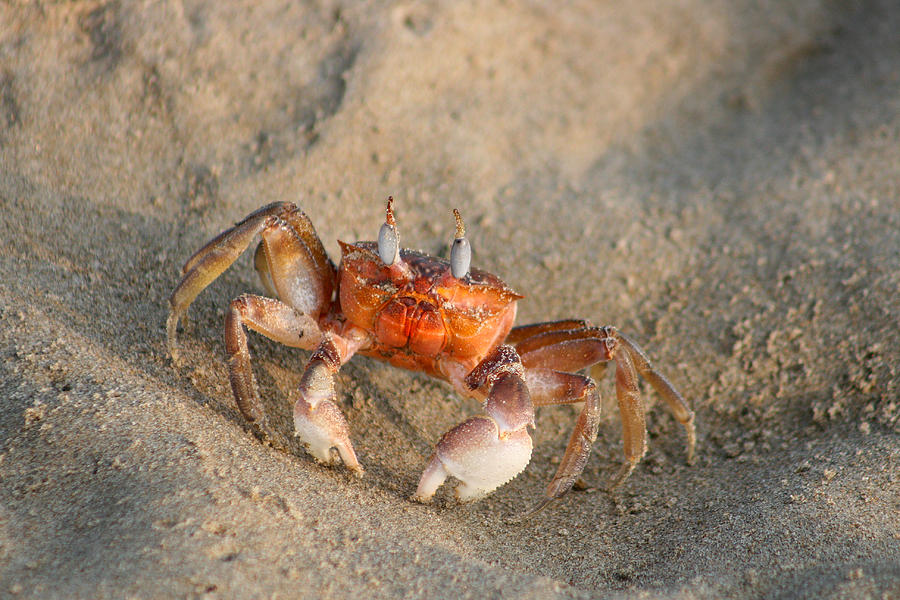 Crab on a Beach Photograph by Robert Hamm - Fine Art America