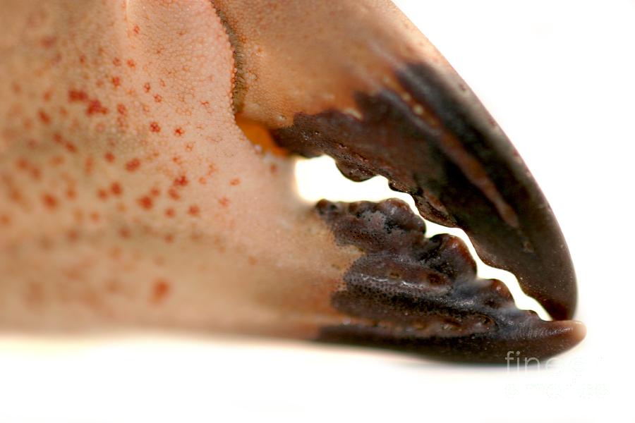 Crab Pincers Photograph by Henrik Lehnerer
