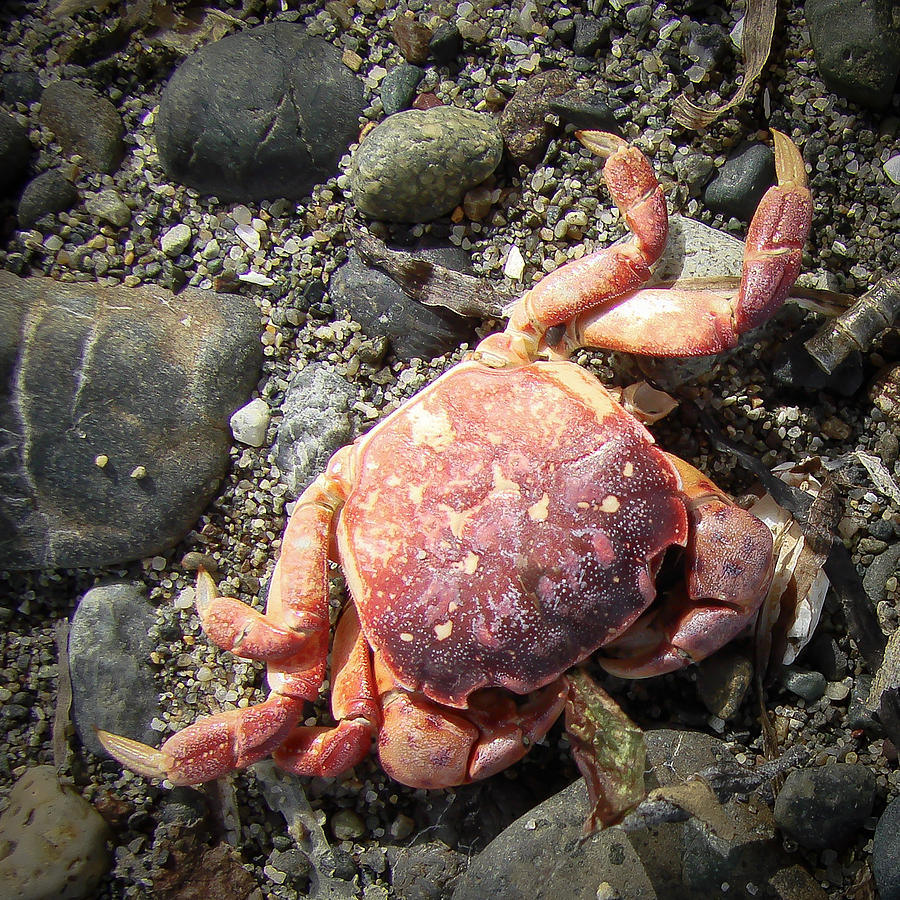 Crab Photograph by Ronda Broatch