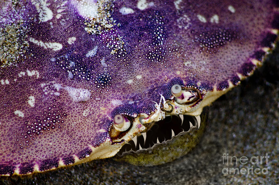 Crab Shell Critter Photograph by Adria Trail
