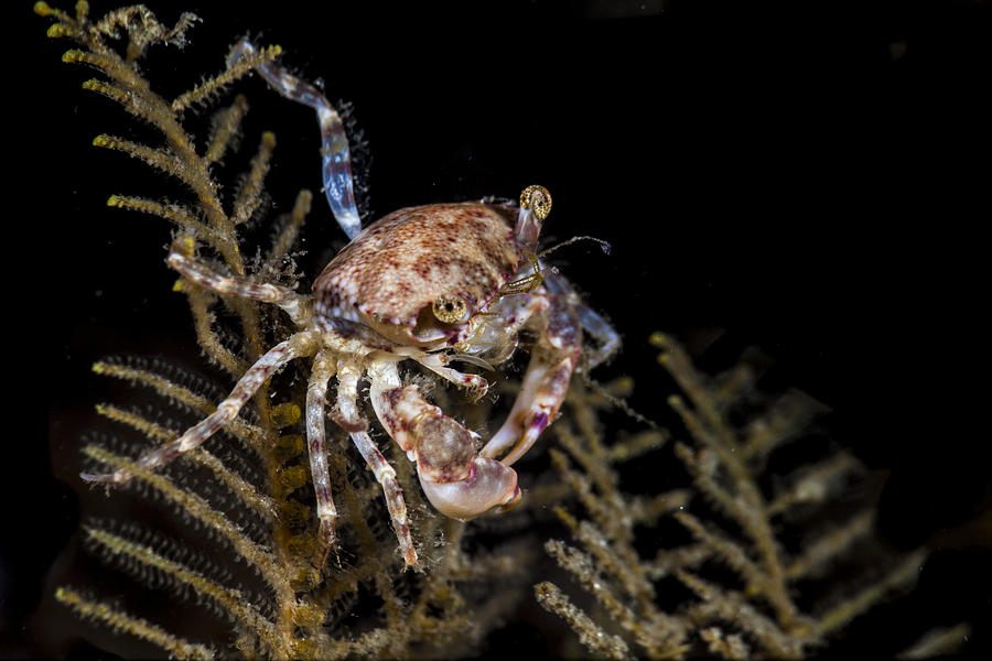 Crab Sitting At Night Photograph by Sandra Edwards