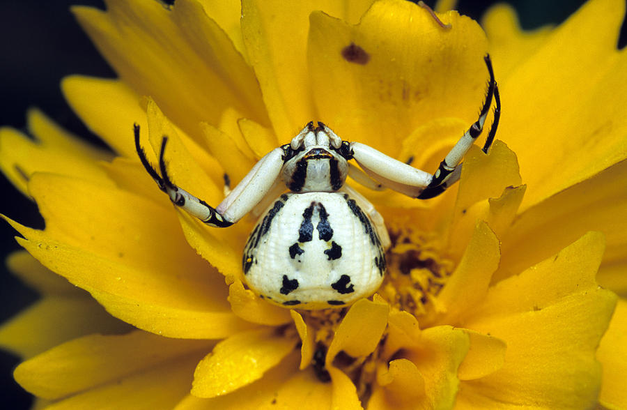 Crab Spider, 1 Of 2 Photograph by Stuart Wilson
