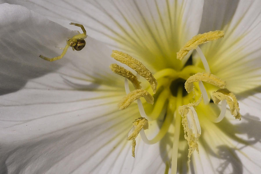 Crab Spider and Dune Evening Primrose Photograph by Lee Kirchhevel