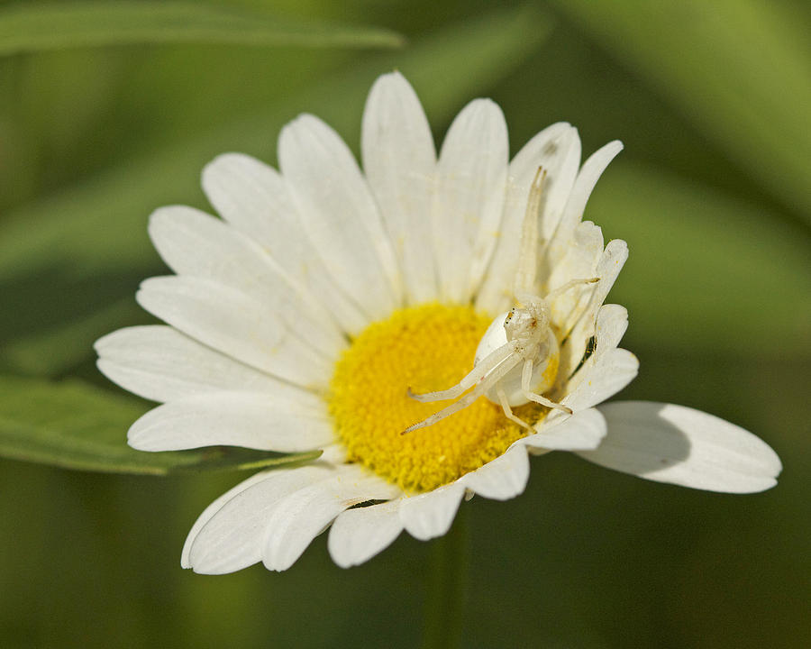 White Photograph - Crab Spider by Brian Magnier White Photograph - Crab Spider by Brian Magnier
