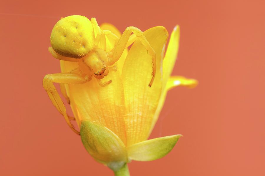 Spring Photograph - Crab Spider Camouflaged On Flower by Heath Mcdonald/science Photo Library