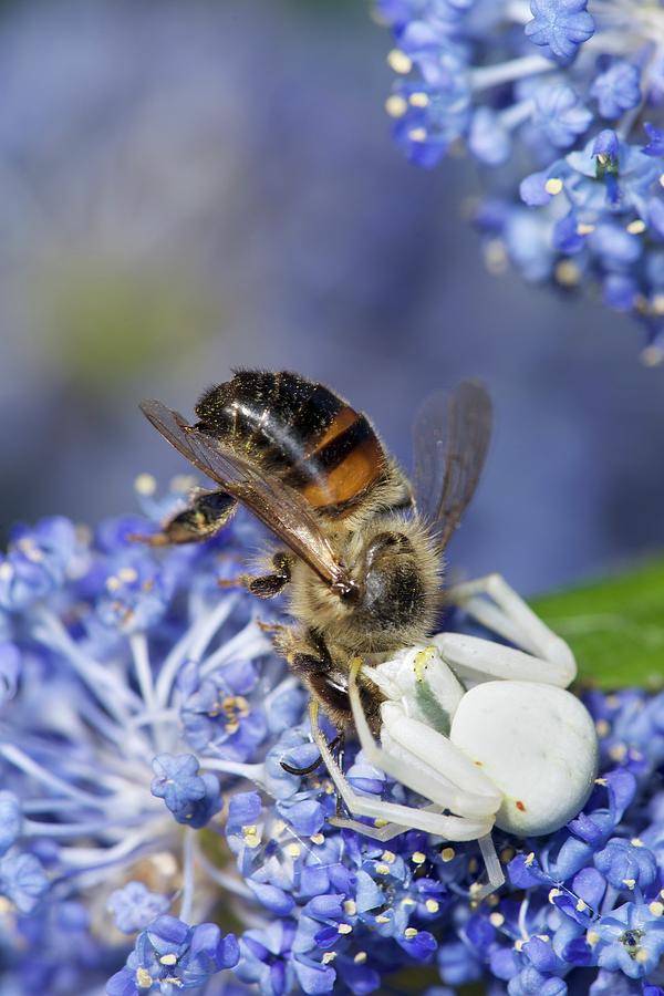 Crab Spider Feeding On Honey Bee Photograph by Sinclair Stammers ...