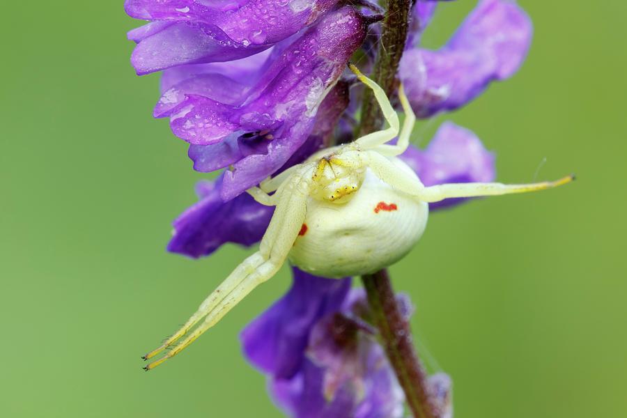 Crab Spider Photograph by Heath Mcdonald/science Photo Library