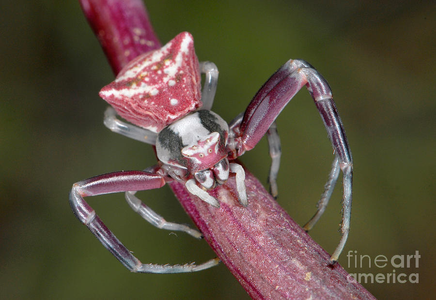 Crab Spider Hunting On Orchid Photograph by Francesco Tomasinelli