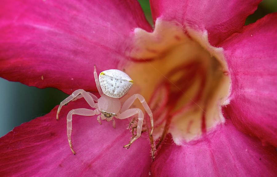 Crab Spider On A Flower Photograph By K Jayaramscience Photo Library