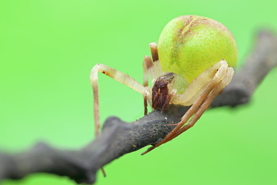 Crab Spider On Branch Photograph by Melvyn Yeo/science Photo Library