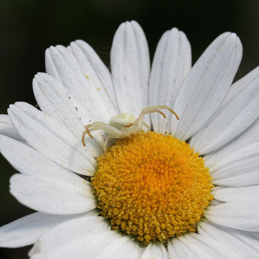 Crab Spider on Daisy Photograph by Doris Potter