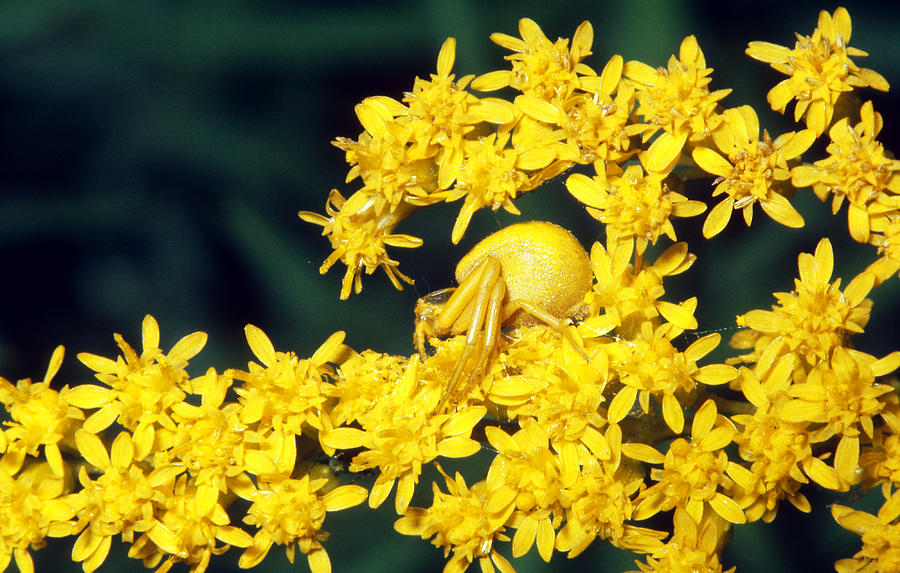 Crab Spider On Goldenrod Photograph by Ken Brate