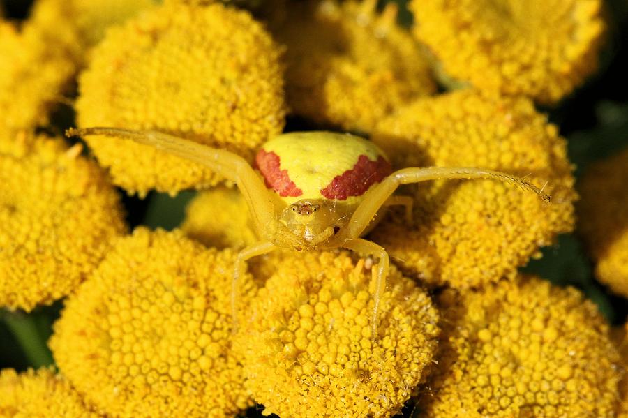 Crab Spider on Tansy Photograph by Doris Potter